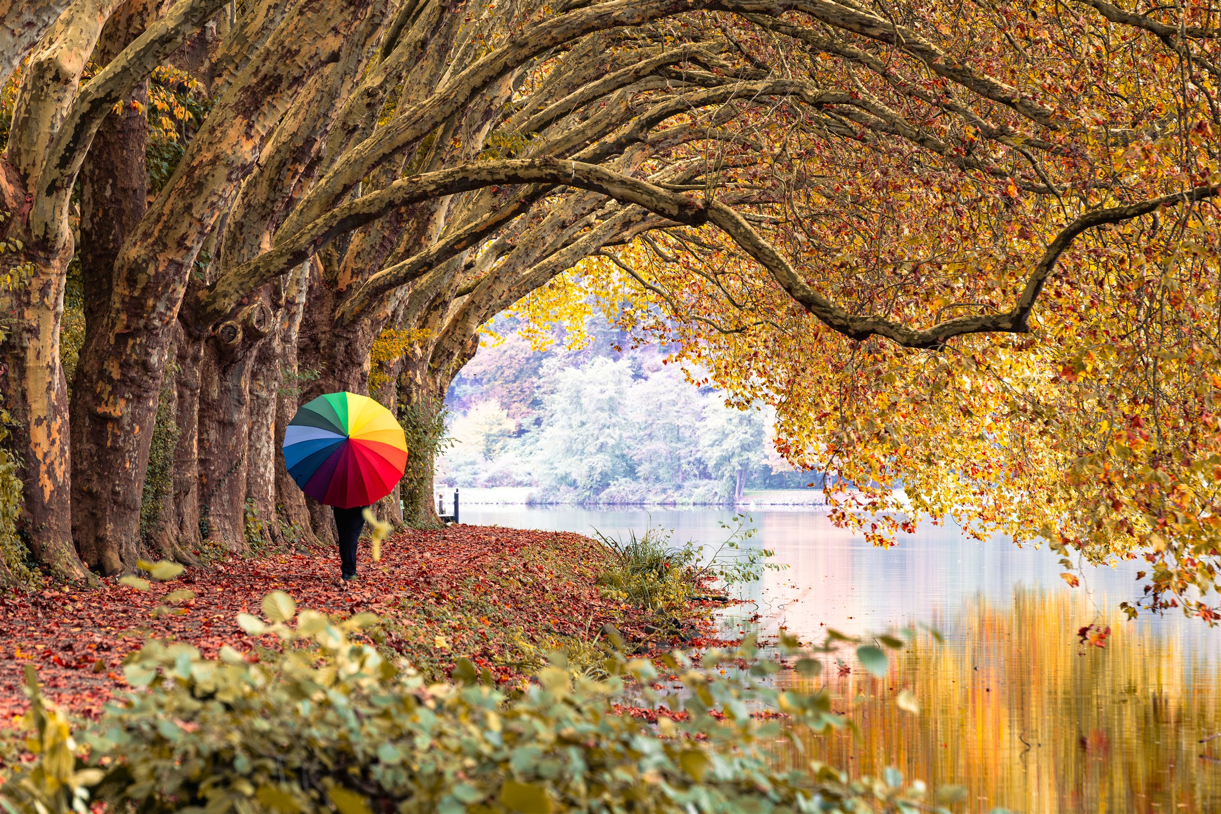 Herbstliche Baumallee am Wasser mit einer Person unter einem bunten Regenschirm