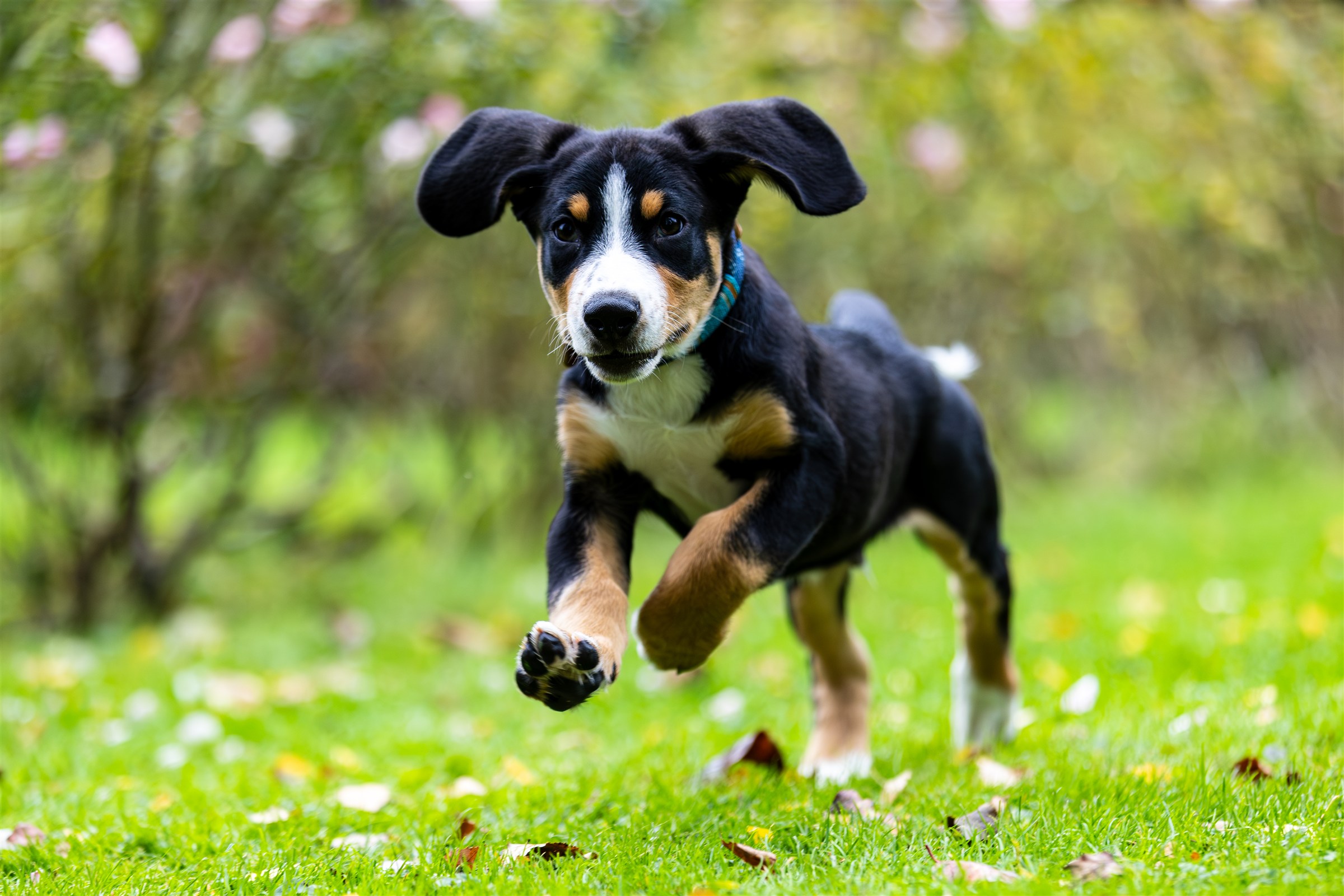Dreifarbiger junger Hund läuft über eine grüne Wiese
