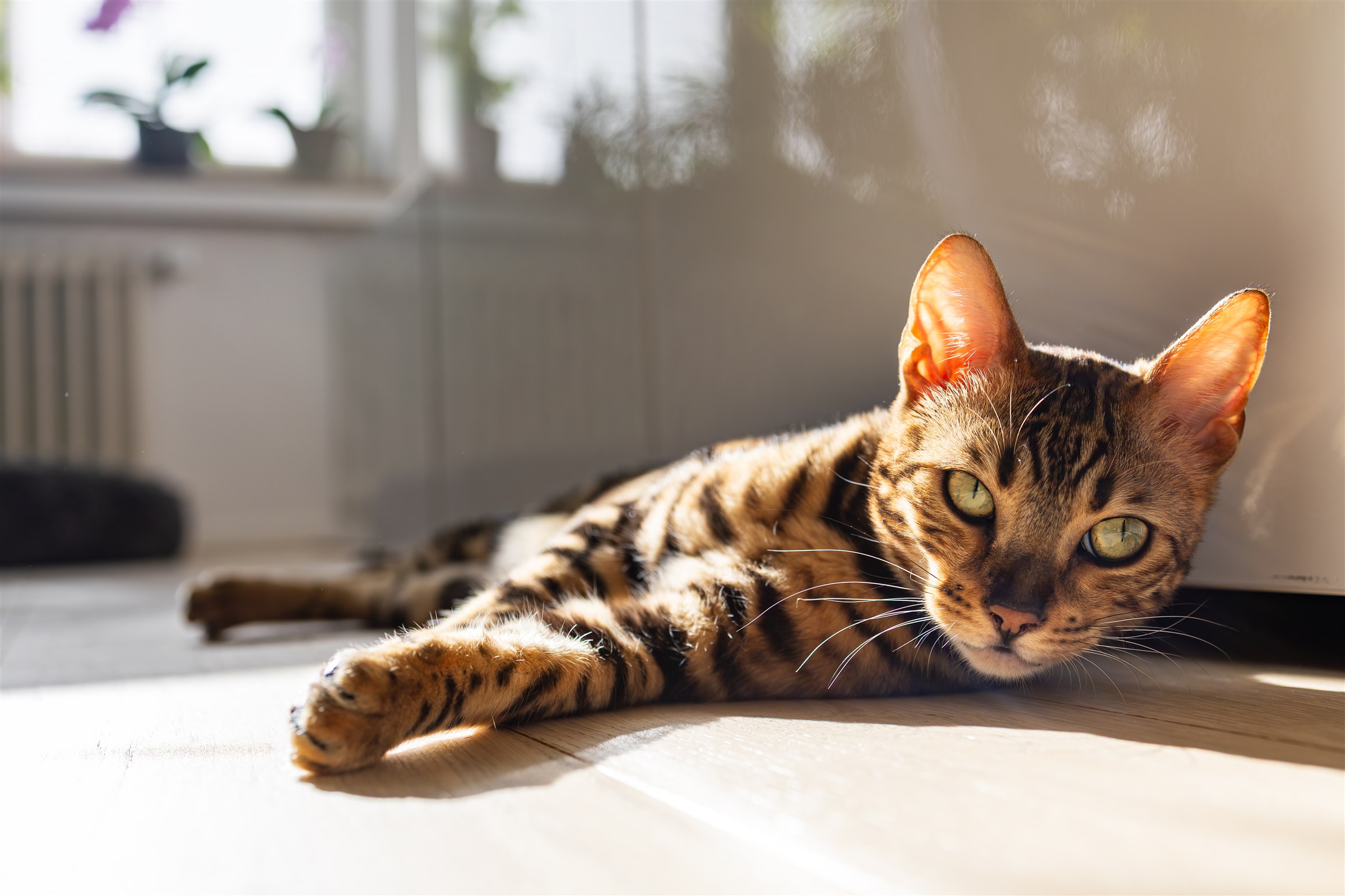 Getigerte Katze liegt im Sonnenlicht auf einem Holzboden