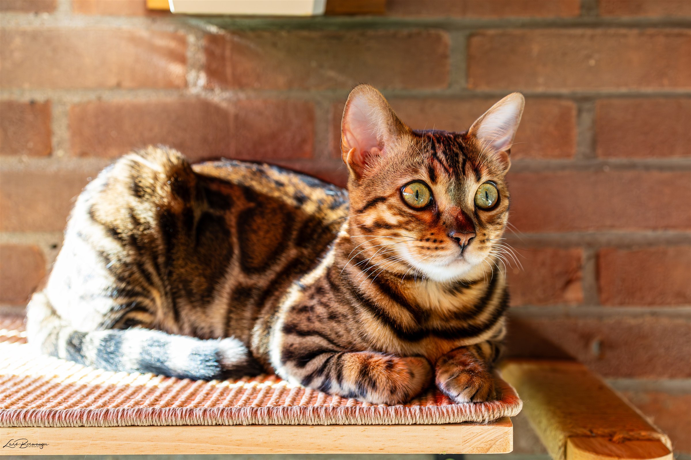 Katzenporträt vor einer Backsteinwand im warmen Sonnenlicht