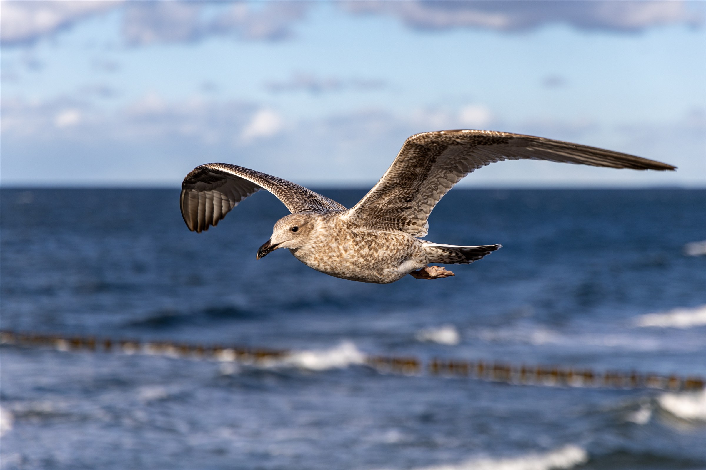 Möwe mit ausgebreiteten Flügeln im Flug vor blauem Meer
